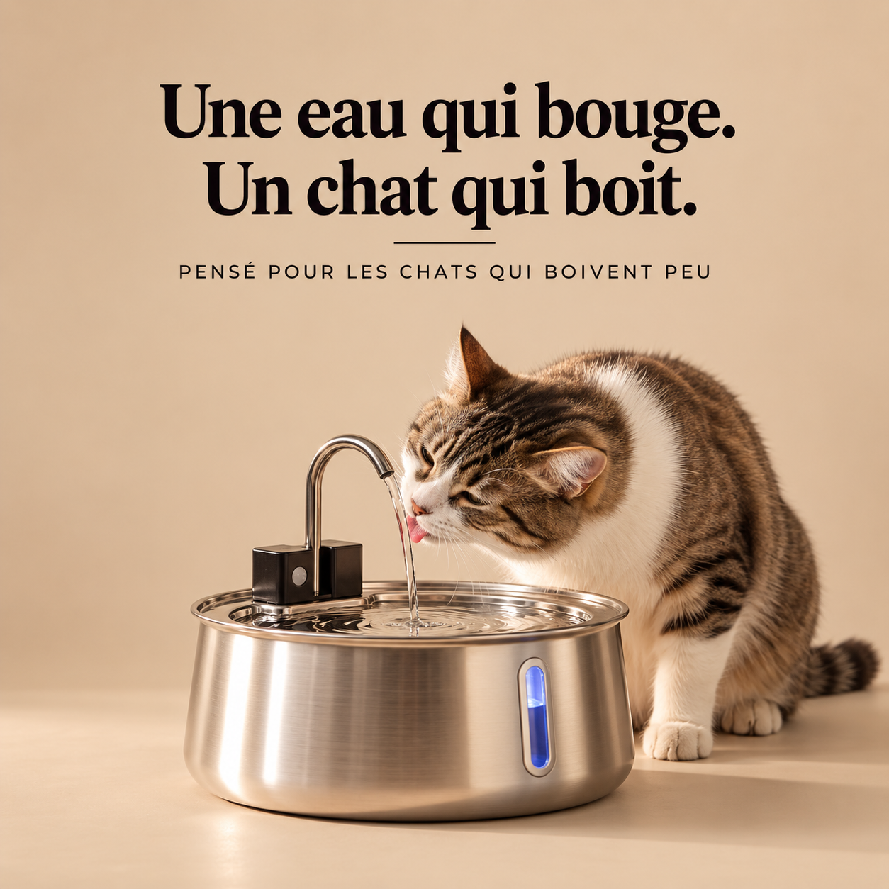 Fontaine Cato en inox, un chat boit au jet du robinet